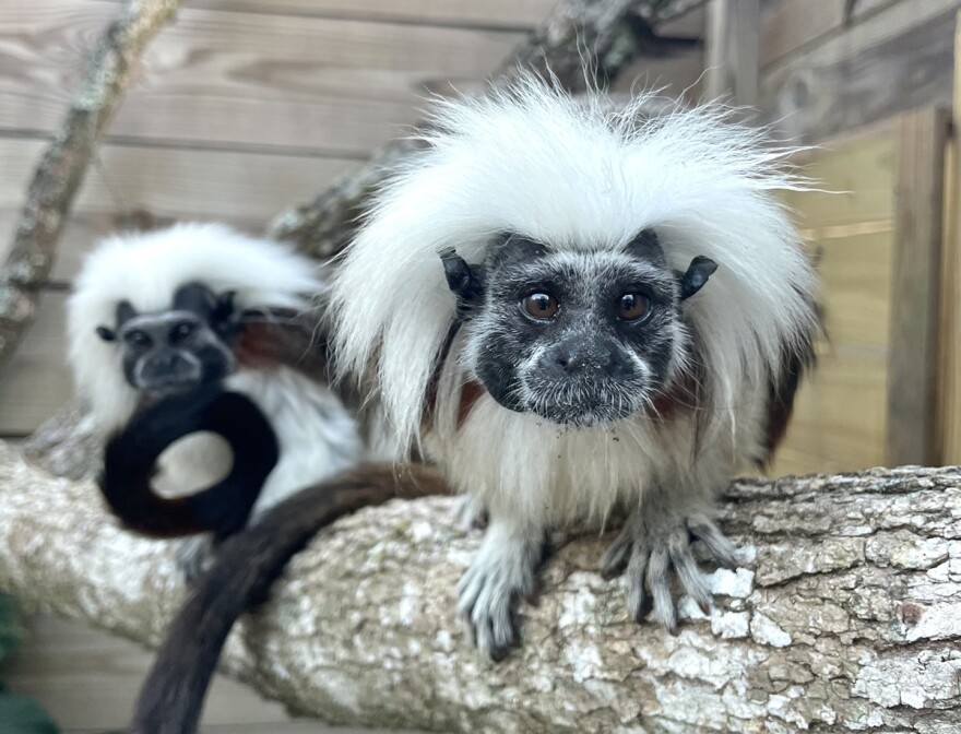 Two tiny monkeys are meeting guests at the North Florida Wildlife